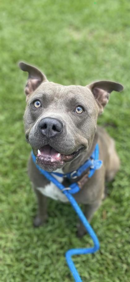 SHORTIE - Mixed Breed, Large (over 44 lbs fully grown) / Mix available for adoption