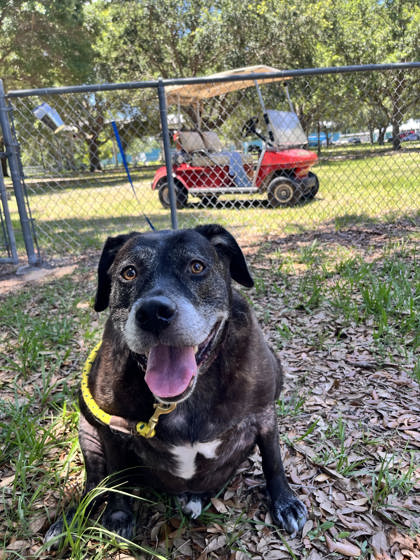 ELLEN - Mixed Breed, Large (over 44 lbs fully grown) / Mix available for adoption