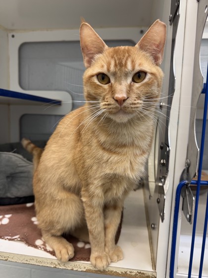SASQUATCH - Domestic Shorthair / Mix available for adoption