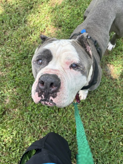 GOLIATH - Mixed Breed, Large (over 44 lbs fully grown) / Mix available for adoption