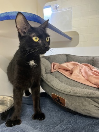 CHER - Domestic Shorthair / Mix available for adoption