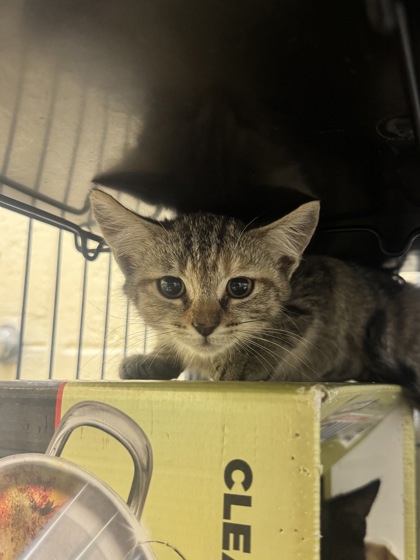 BONEJANGLES - Domestic Shorthair / Mix available for adoption