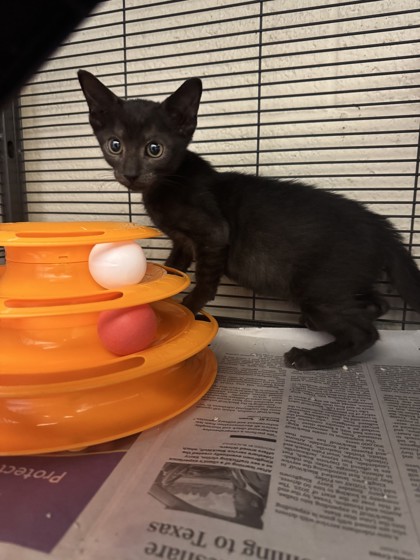 HENDRIX - Domestic Shorthair / Mix available for adoption