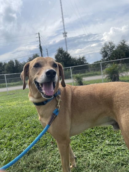INDIGO - Mixed Breed, Medium (up to 44 lbs fully grown) / Mix available for adoption