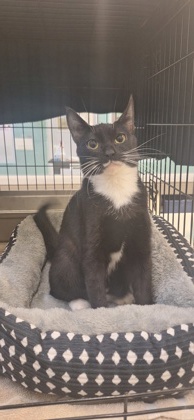 SMUCKERS - Domestic Shorthair / Mix available for adoption