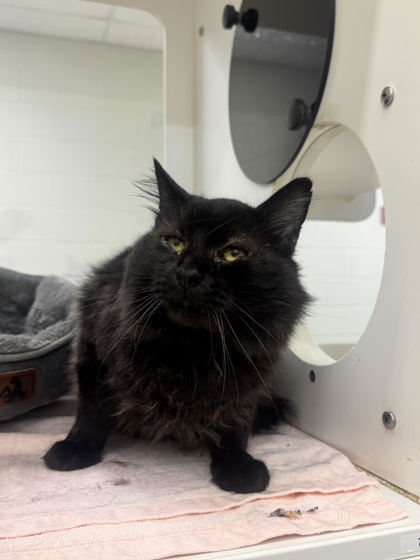 ROOMBA - Domestic Shorthair / Mix available for adoption
