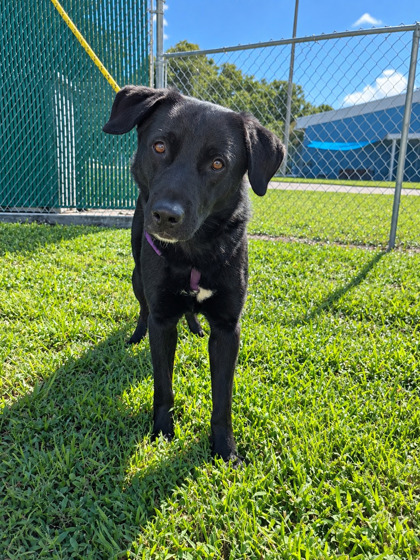 BIG MAN - Mixed Breed, Large (over 44 lbs fully grown) / Mix available for adoption