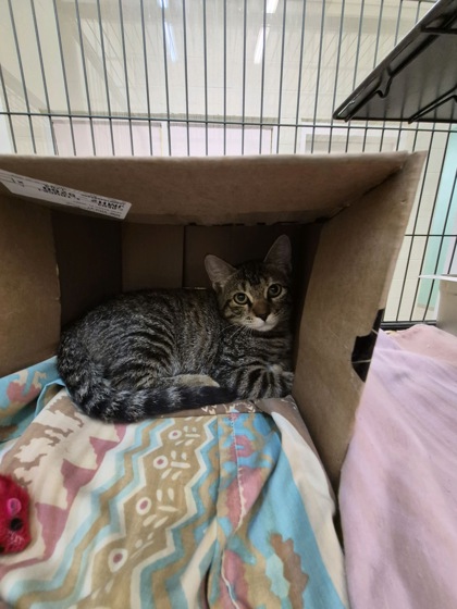 ISABEAU - Domestic Shorthair / Mix available for adoption