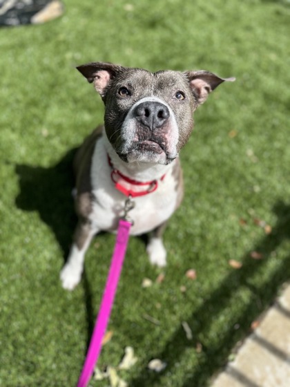 NOVA - Mixed Breed, Large (over 44 lbs fully grown) / Mix for adoption in Palm Bay