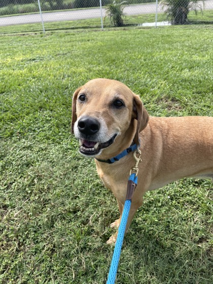 INDIGO - Mixed Breed, Medium (up to 44 lbs fully grown) / Mix available for adoption