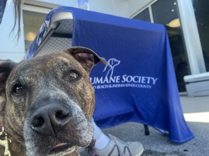 LOKI - Mixed Breed, Large (over 44 lbs fully grown) / Mix available for adoption
