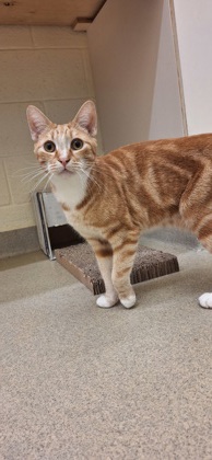 CARBUNCLE - Domestic Shorthair / Mix available for adoption