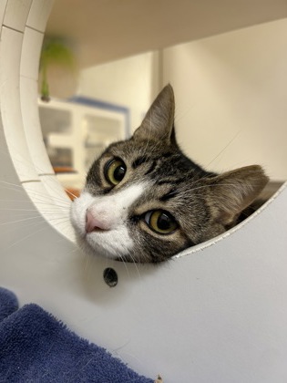 AUDEN - Domestic Shorthair / Mix available for adoption