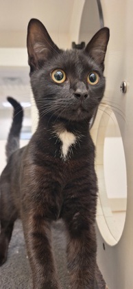 CHAIRMAN MEOW - Domestic Shorthair / Mix available for adoption