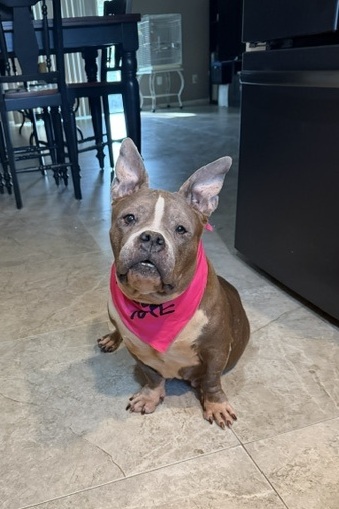 SHELLY - Mixed Breed, Medium (up to 44 lbs fully grown) / Mix available for adoption