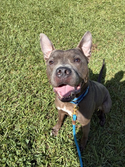 DIEZEL - Mixed Breed, Large (over 44 lbs fully grown) / Mix available for adoption