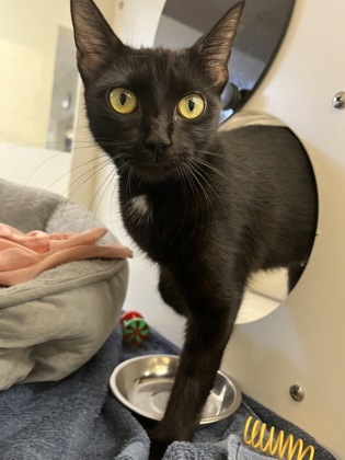 CHER - Domestic Shorthair / Mix available for adoption