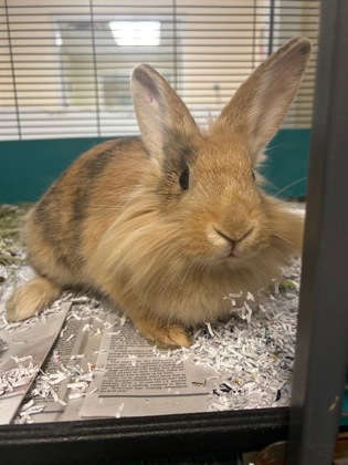 HARE JORDAN - Rabbit / Rabbit available for adoption