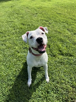 COCARINA - Mixed Breed, Large (over 44 lbs fully grown) / Mix available for adoption