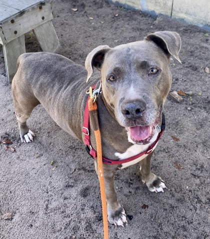 PETUNIA - Bully American  - Standard / Mix for adoption in Palm Bay
