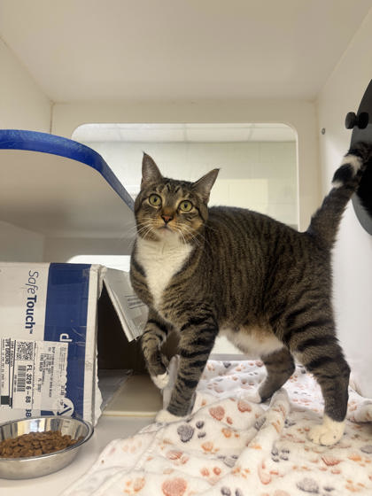 KIWI - Domestic Shorthair / Mix available for adoption