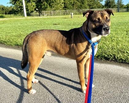 BISCUIT - Mixed Breed, Large (over 44 lbs fully grown) / Mix available for adoption