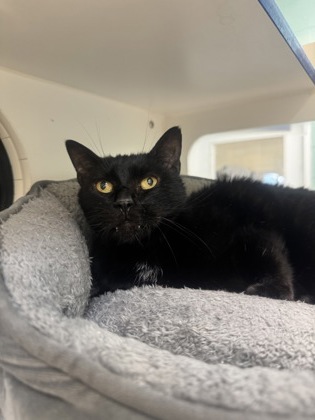ENDER - Domestic Shorthair / Mix available for adoption