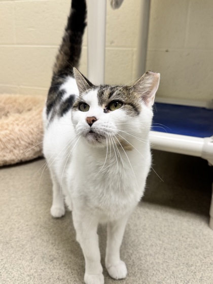 COACHELLA - Domestic Shorthair / Mix available for adoption