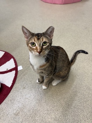 FLAME - Domestic Shorthair / Mix available for adoption