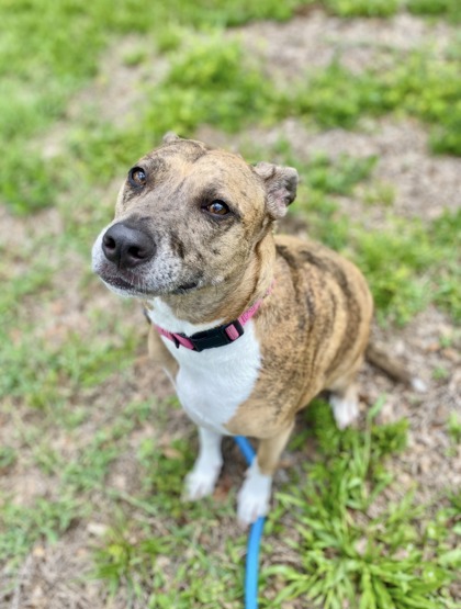 SPUDS - Catahoula Leopard dog / Mix available for adoption