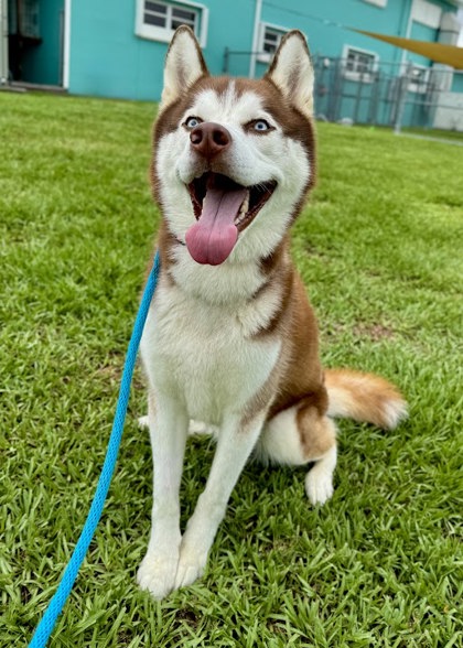LOBO - Siberian Husky / Mix available for adoption