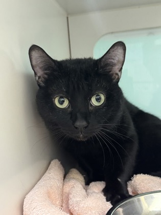 MEOW MEOW - Domestic Shorthair / Mix available for adoption