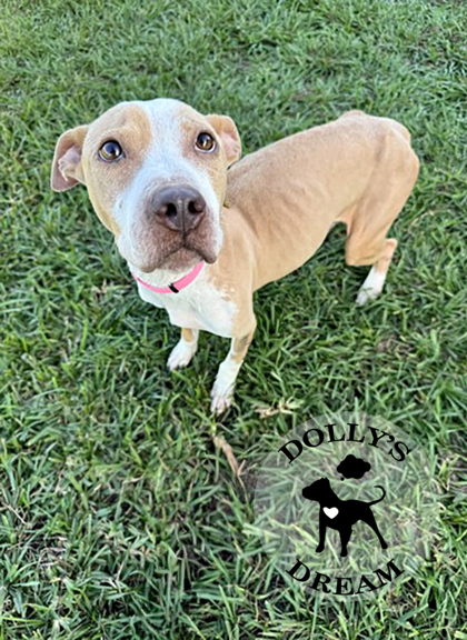 ESPERANZA - Mixed Breed, Medium (up to 44 lbs fully grown) / Mix available for adoption