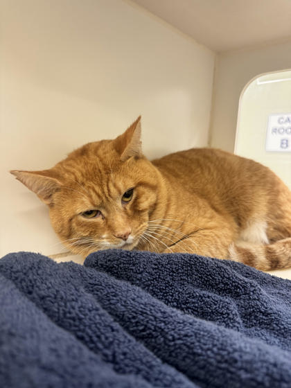 OJ - Domestic Shorthair / Mix available for adoption