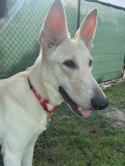CONAN - Mixed Breed, Large (over 44 lbs fully grown) / Mix available for adoption