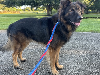 NIGHTWOLF - Mixed Breed, Large (over 44 lbs fully grown) / Mix available for adoption