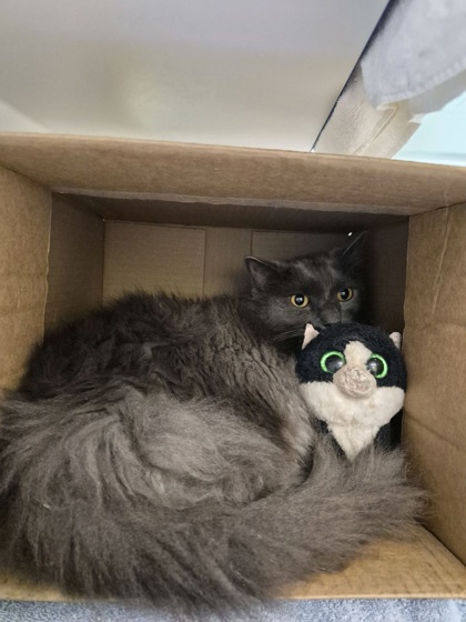 BART - Domestic Medium Hair / Mix available for adoption