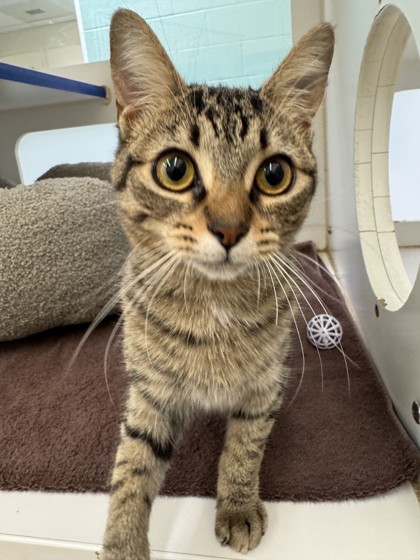 ARES - Domestic Shorthair / Mix available for adoption