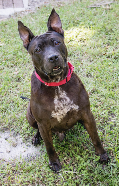 MAX - Mixed Breed, Large (over 44 lbs fully grown) / Mix available for adoption