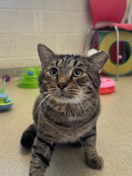 GLITCH - Domestic Medium Hair / Mix available for adoption