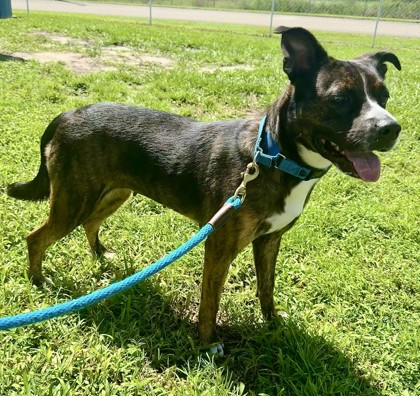 HAZEL - Mixed Breed, Medium (up to 44 lbs fully grown) / Mix available for adoption