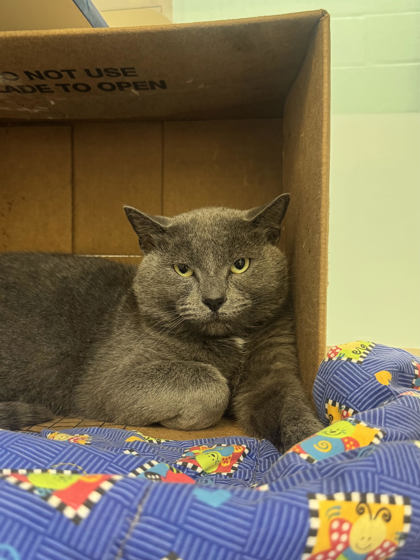 OSCAR THE GROUCH - Domestic Shorthair / Mix available for adoption