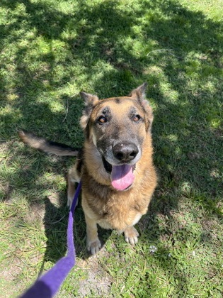 RENZO - German Shepherd / Mix for adoption in Palm Bay