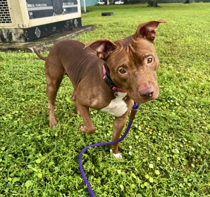 DILLA - Mixed Breed, Large (over 44 lbs fully grown) / Mix available for adoption