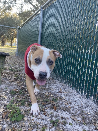 BUBBA - Mixed Breed, Large (over 44 lbs fully grown) / Hound available for adoption