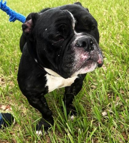 LITTLE BIT - English Bulldog / French Bulldog available for adoption