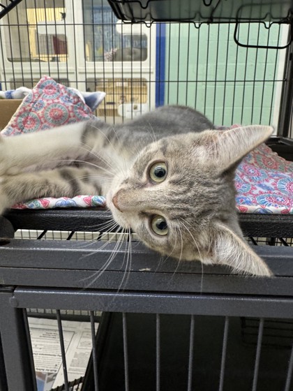 ADIDAS - Domestic Shorthair / Mix available for adoption