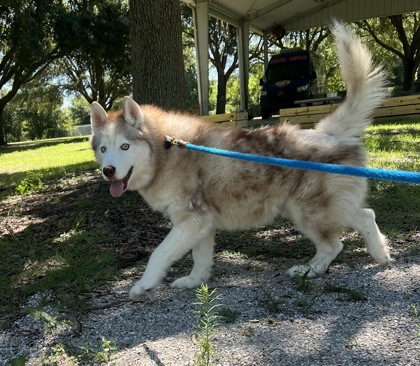 HOOSIER - Mixed Breed, Large (over 44 lbs fully grown) / Mix available for adoption