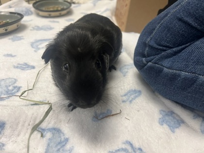BILLY LOOMIS - Guinea Pig / Guinea Pig available for adoption