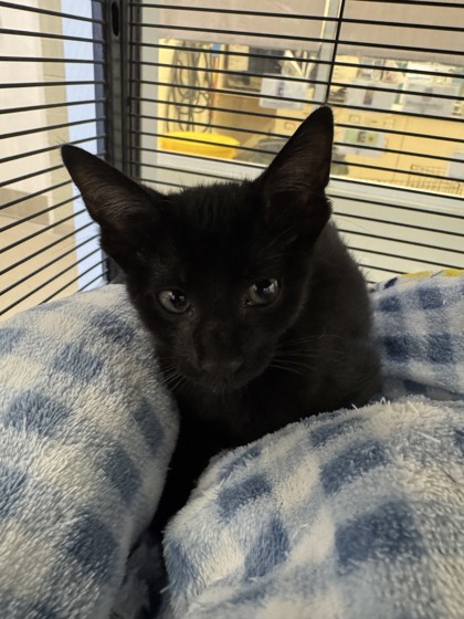 ASTRONAUT - Domestic Shorthair / Mix available for adoption